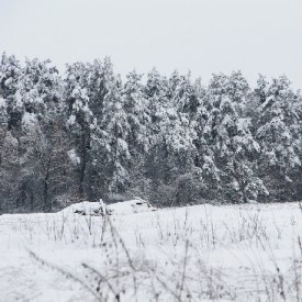 природа зимой под киевом